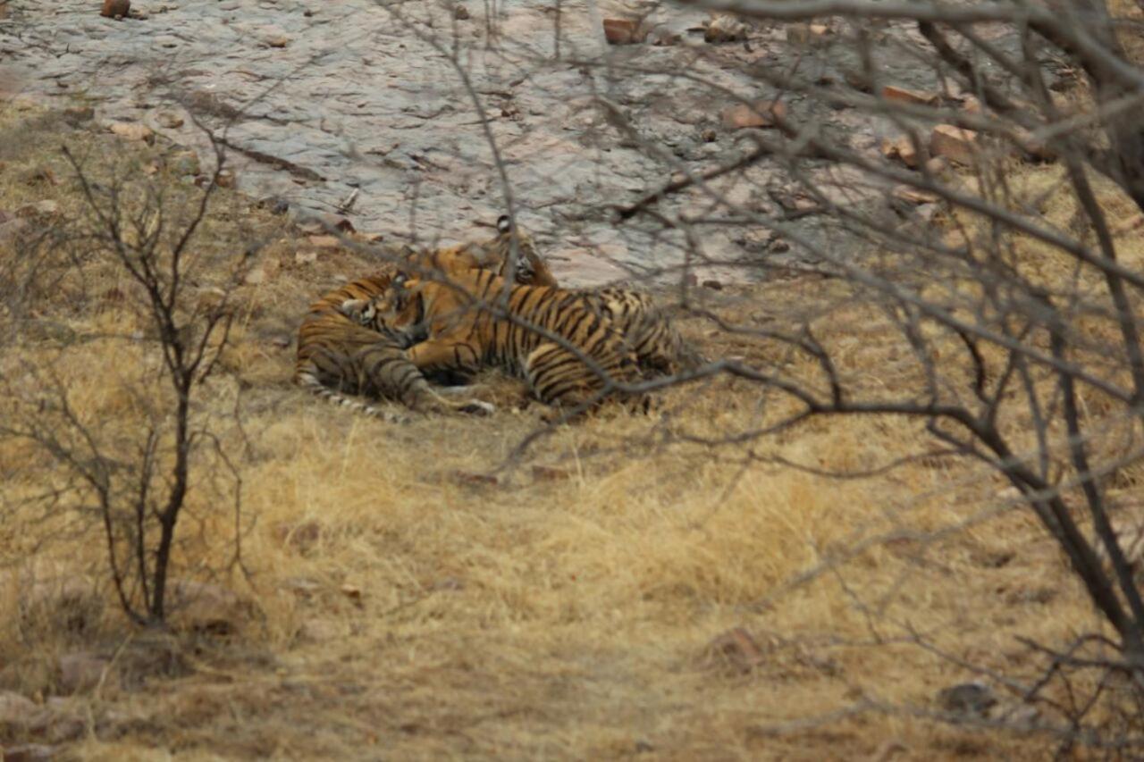 Hotel Tiger Regency Resort Sawai Madhopur Buitenkant foto